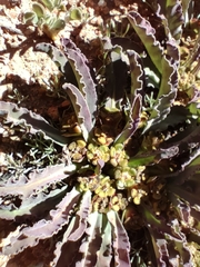 Euphorbia tuberosa