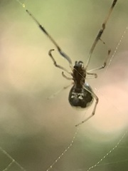 Argyrodes elevatus