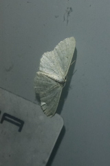Scopula immutata