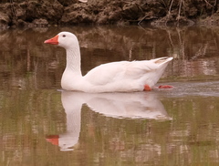 Anser anser domesticus