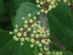 Ampelopsis glandulosa heterophylla