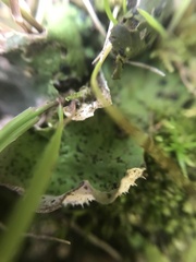 Peltigera aphthosa