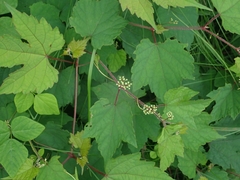 Ampelopsis glandulosa heterophylla