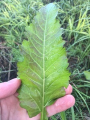 Rorippa amphibia