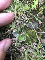Peltigera aphthosa