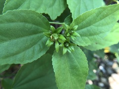 Synedrella nodiflora