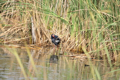 Porphyrio porphyrio
