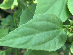 Synedrella nodiflora