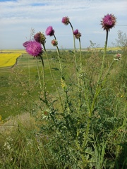 Carduus nutans leiophyllus