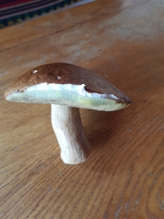 Suillus collinitus