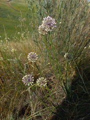 Allium cretaceum