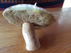 Suillus collinitus