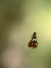 Argyrodes elevatus