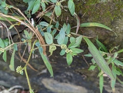 Euphorbia hirta