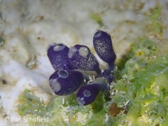 Clavelina puertosecensis