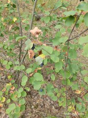 Amelanchier spicata