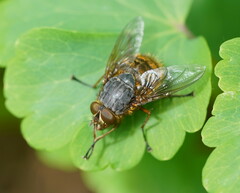 Calliphora hilli