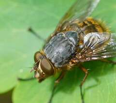 Calliphora hilli