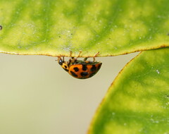 Harmonia conformis