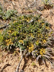 Euphorbia tuberosa