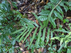 Amblovenatum terminans