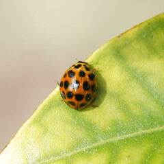 Harmonia conformis