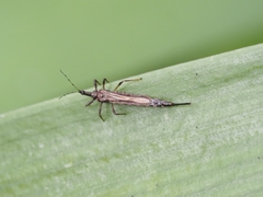 Phlaeothripidae