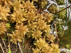 Sphagnum perichaetiale