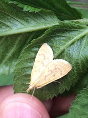 Pyraustinae