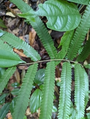 Amblovenatum terminans