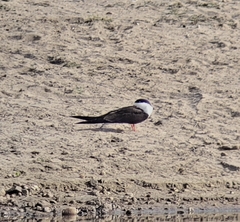 Rynchops flavirostris