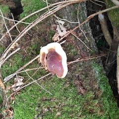 Ganoderma resinaceum