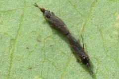 Scatopsidae