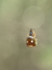 Argyrodes elevatus