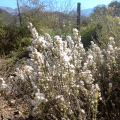 Eriocephalus ericoides