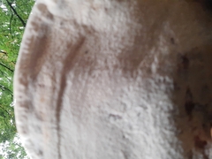 Ganoderma resinaceum