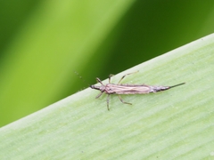 Phlaeothripidae
