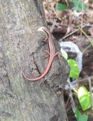 Sphenomorphus dussumieri