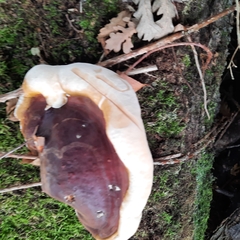 Ganoderma resinaceum