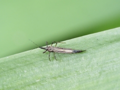 Phlaeothripidae