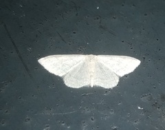 Idaea subsericeata