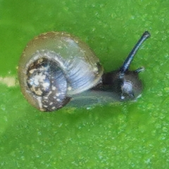 Gastropoda