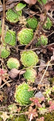Sempervivum