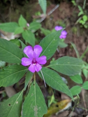 Impatiens violiflora
