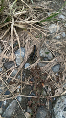 Asiomorpha coarctata