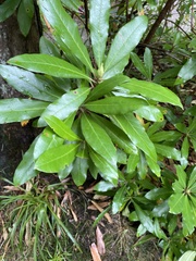 Rhododendron ponticum