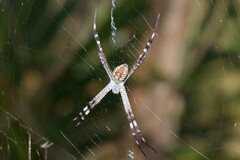 Argiope picta
