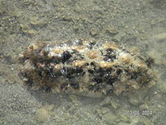 Nudibranchia