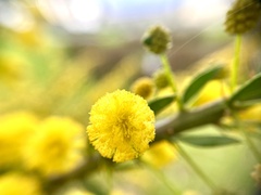 Phyllodineae