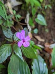 Impatiens violiflora